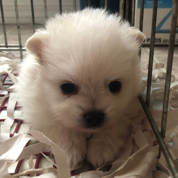 Meet your Posher, Sidney - Picture 9 of 12